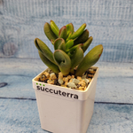 Crassula Hobbit (Крассула)