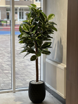 Фикус Эластика Тинеке 150 см.