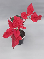 Пуантесия 12/35