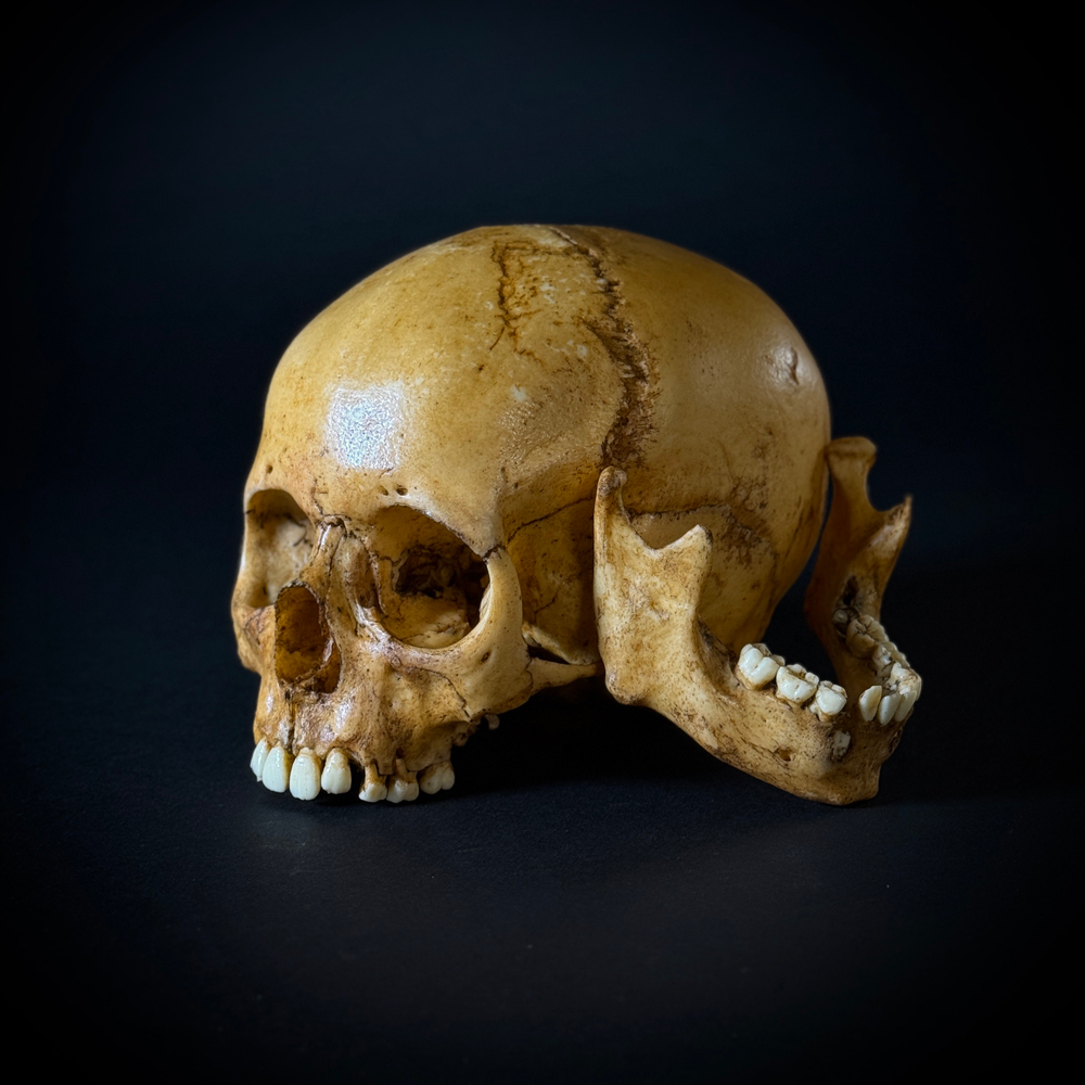 Череп человека ребёнок (анатомическая модель)