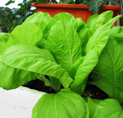 Японская Салатная Капуста - Хакусай (散葉小白菜)