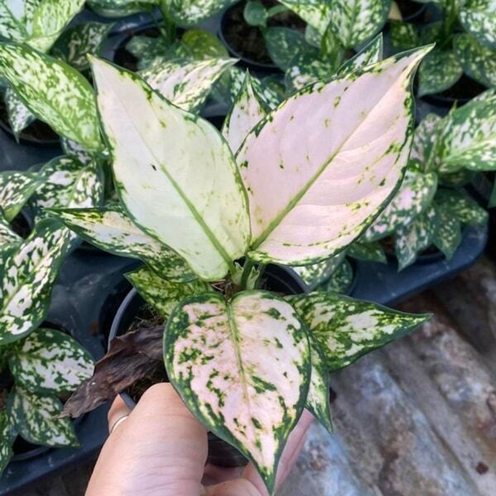 Аглаонема WHITE PINK ANYAMANEE