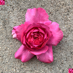 Ив Пьяже (Yves Piaget) — именитая пионовидная душистая роза