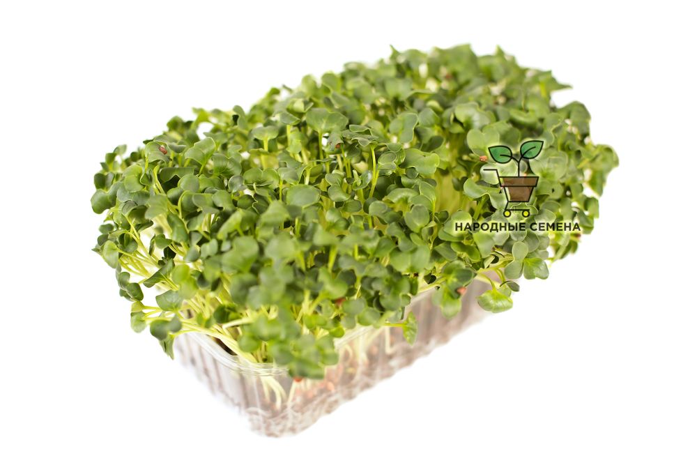 Дайкон (семена)