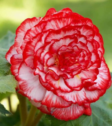 Бегония клубневая Мармората март-апрель 26