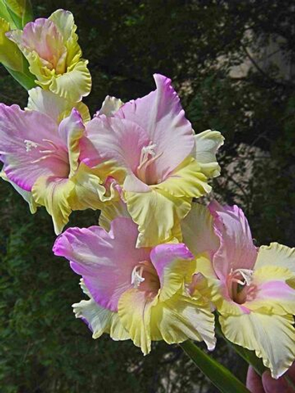 Гладиолус крупноцветковый Мон Амур / Mon Amour