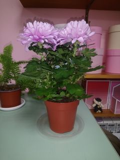 Комнатные растения