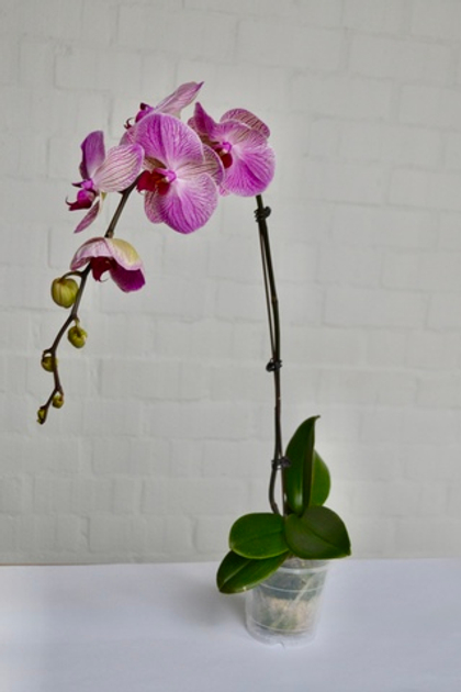 Фаленопсис д.12