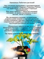 Пеларгония Чарити аромат лимона смолы и розы
