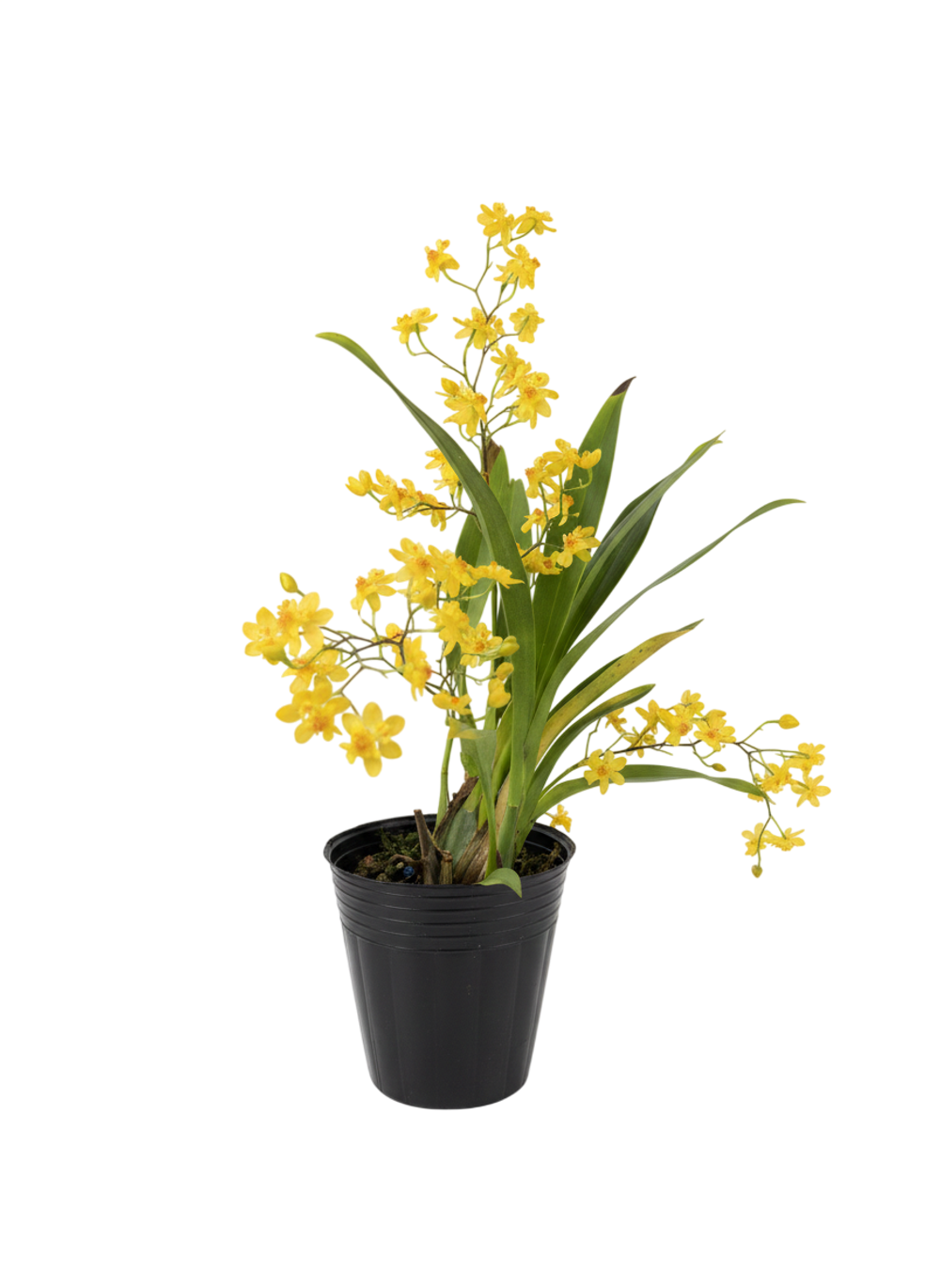 Онцидиум микс д.9