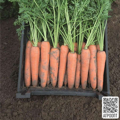 Берлин F1 семена моркови берликум (Bejo / Бейо)