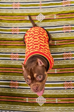 Для собачки