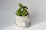 Пилея Мун Вэлли / Pilea Moon Valley