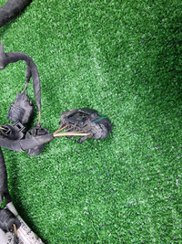 Проводка моторного отсека Geely Monjaro (21-нв)