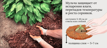 Мульчирование приствольных кругов: как правильно укрыть почву после посадки