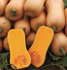 Ариэль F1 семена тыквы (Sakata / Саката)