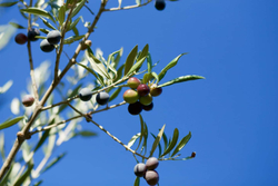 Оливковое масло BONO Qitterra BIO 1l Сицилия,Италия