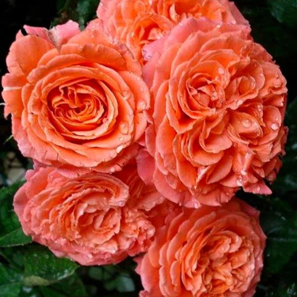 Роза Эмильен Гийо (шраб)