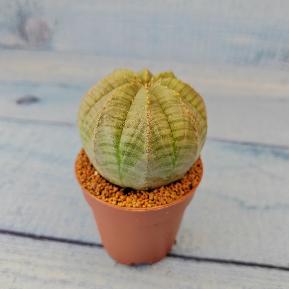 Euphoria Obesa (Эуфорбия)
