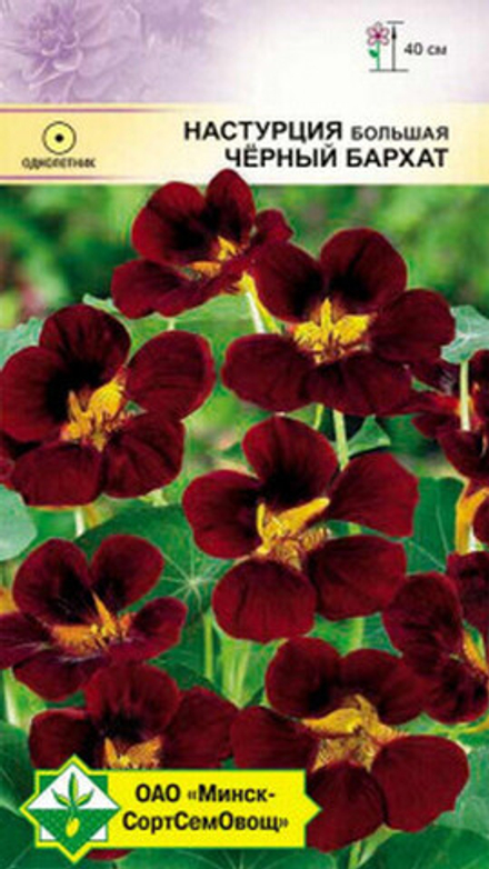 Настурция большая "Черный бархат" 1г., Германия.