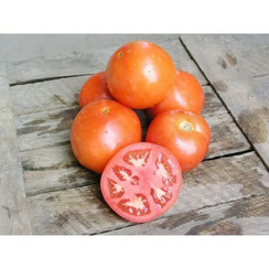 Ламантин F1 семена томата процессингового (Nunhems / Нюнемс)