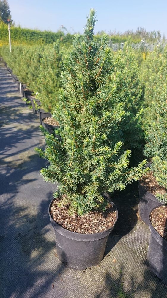 Ель канадская Дэйзис Уайт 30-50 см Закупка М49 весна 2026