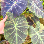 Колоказия MIDNIGHT BRIDE