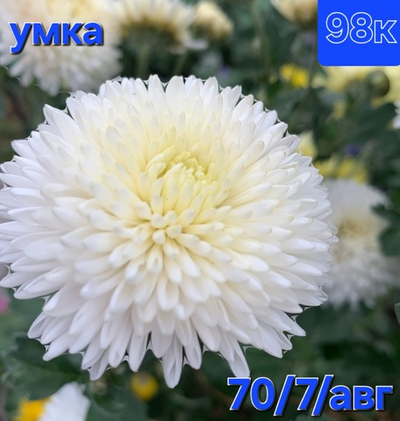 САЖЕНЦЫ ХРИЗАНТЕМЫ КОРЕЙСКАЯ УМКА №98