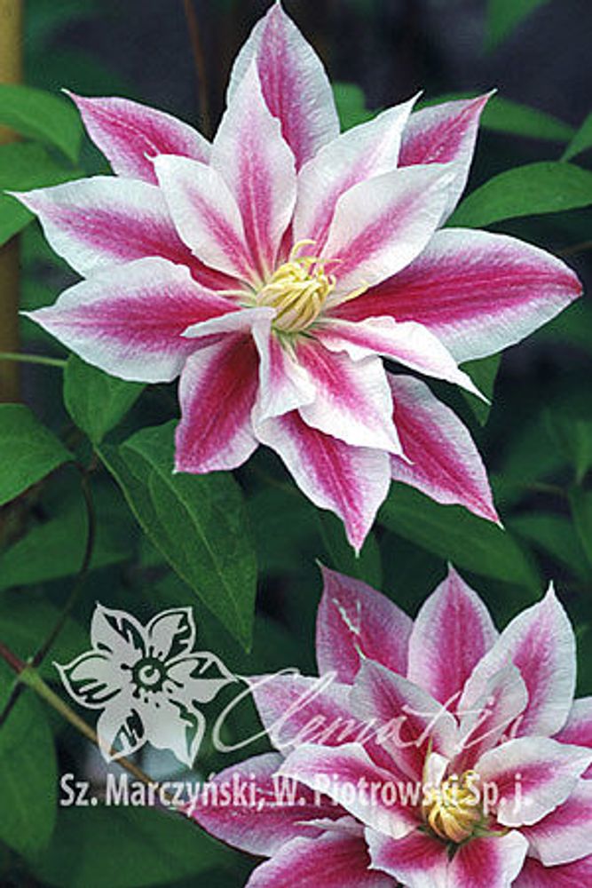 Клематис гибридный Андромеда Закупка М33 апрель 2026