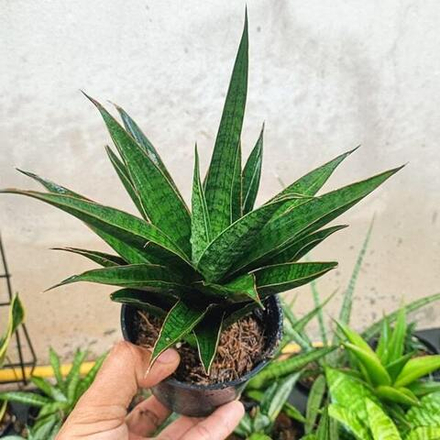 Сансевиерия ASANCAYA