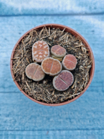 Lithops sp. (Литопсы)
