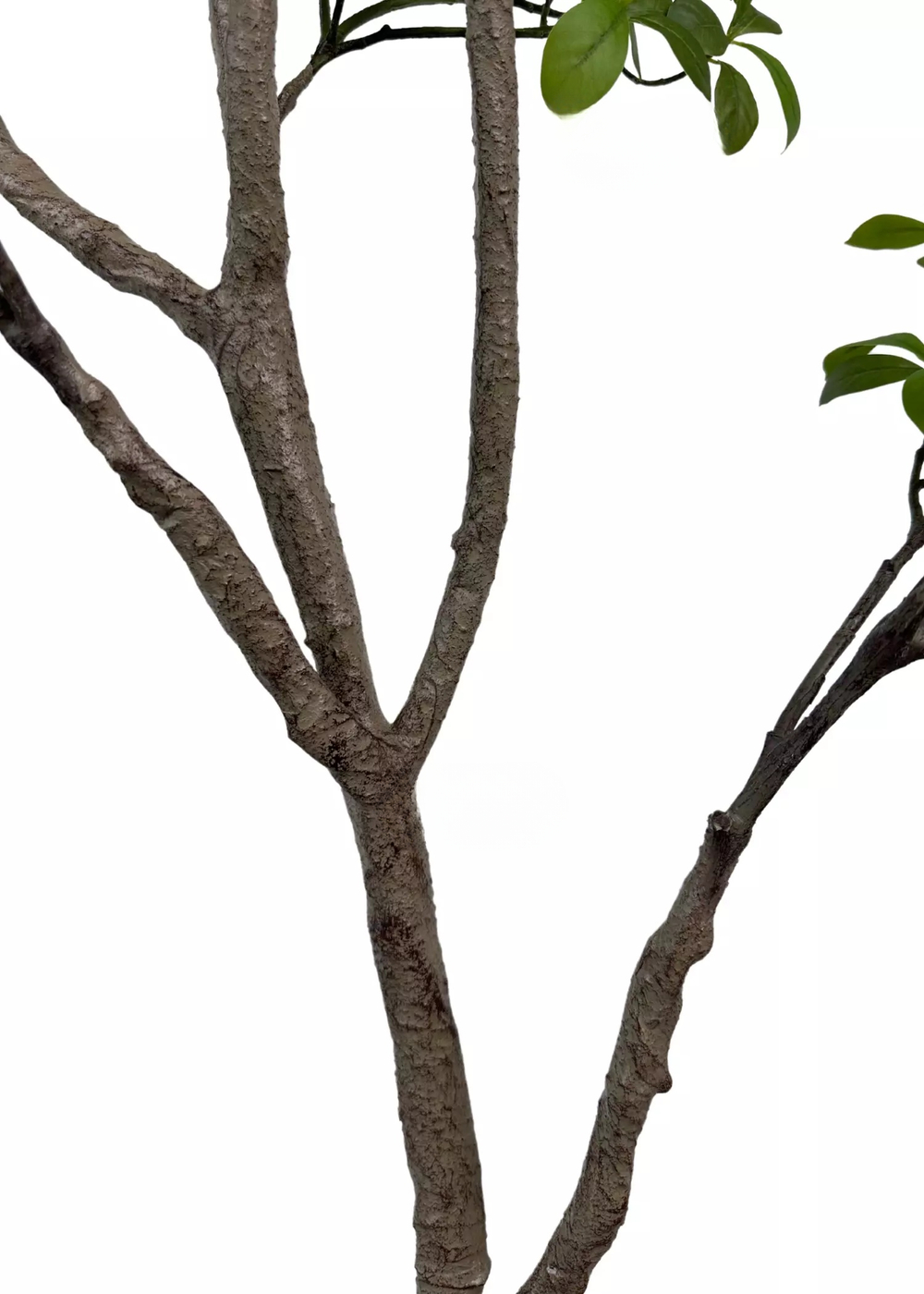 Баньяновое дерево ветвь 220 см без кашпо