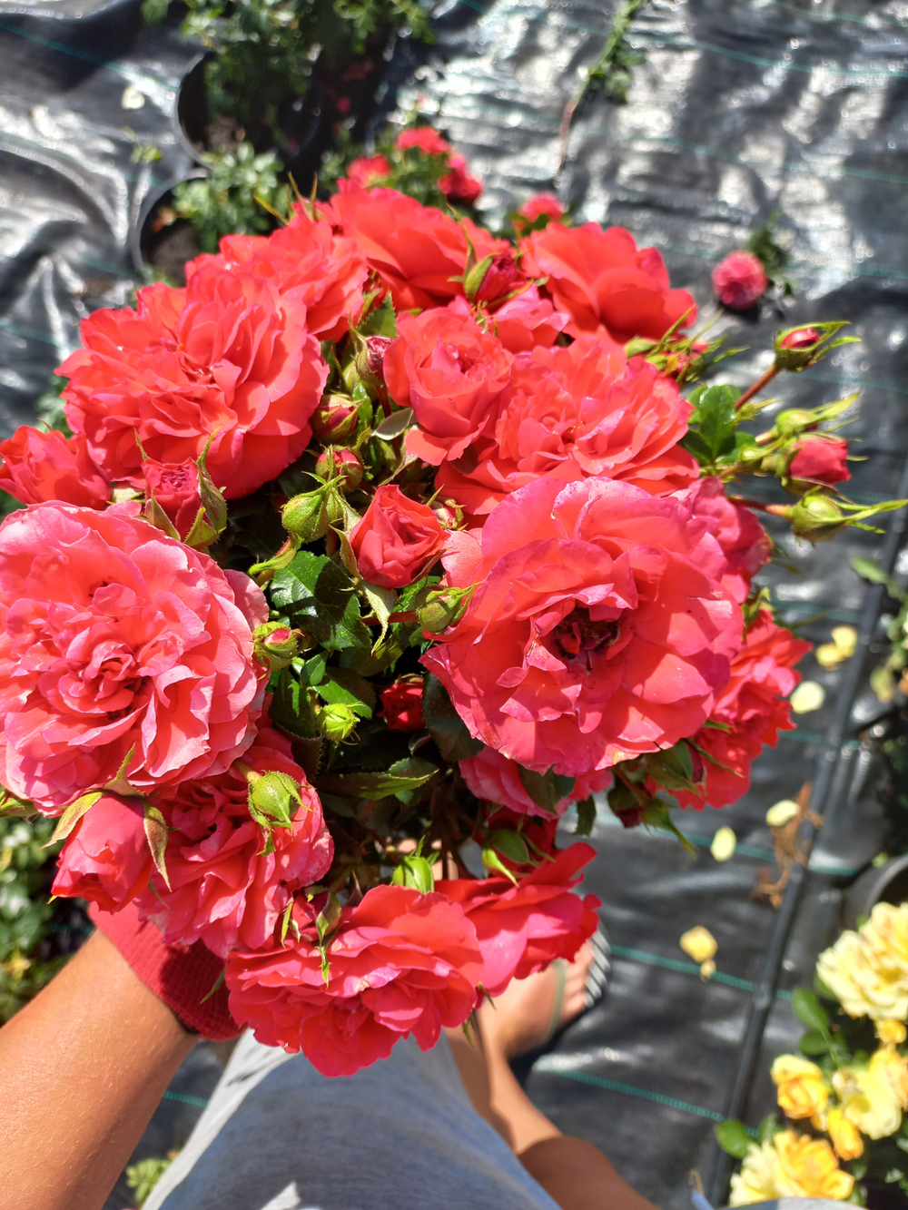 Черри Гёрл (Cherry Girl )