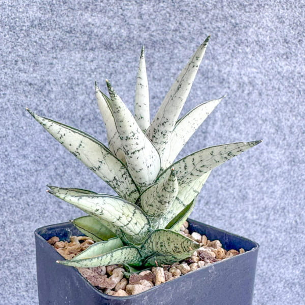 Сансевиерия URANUS L