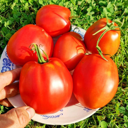 Помидоры Красавица Жигонда из Винодельни Жонкуа - Gigondas Belle Du Joncuas Tomato