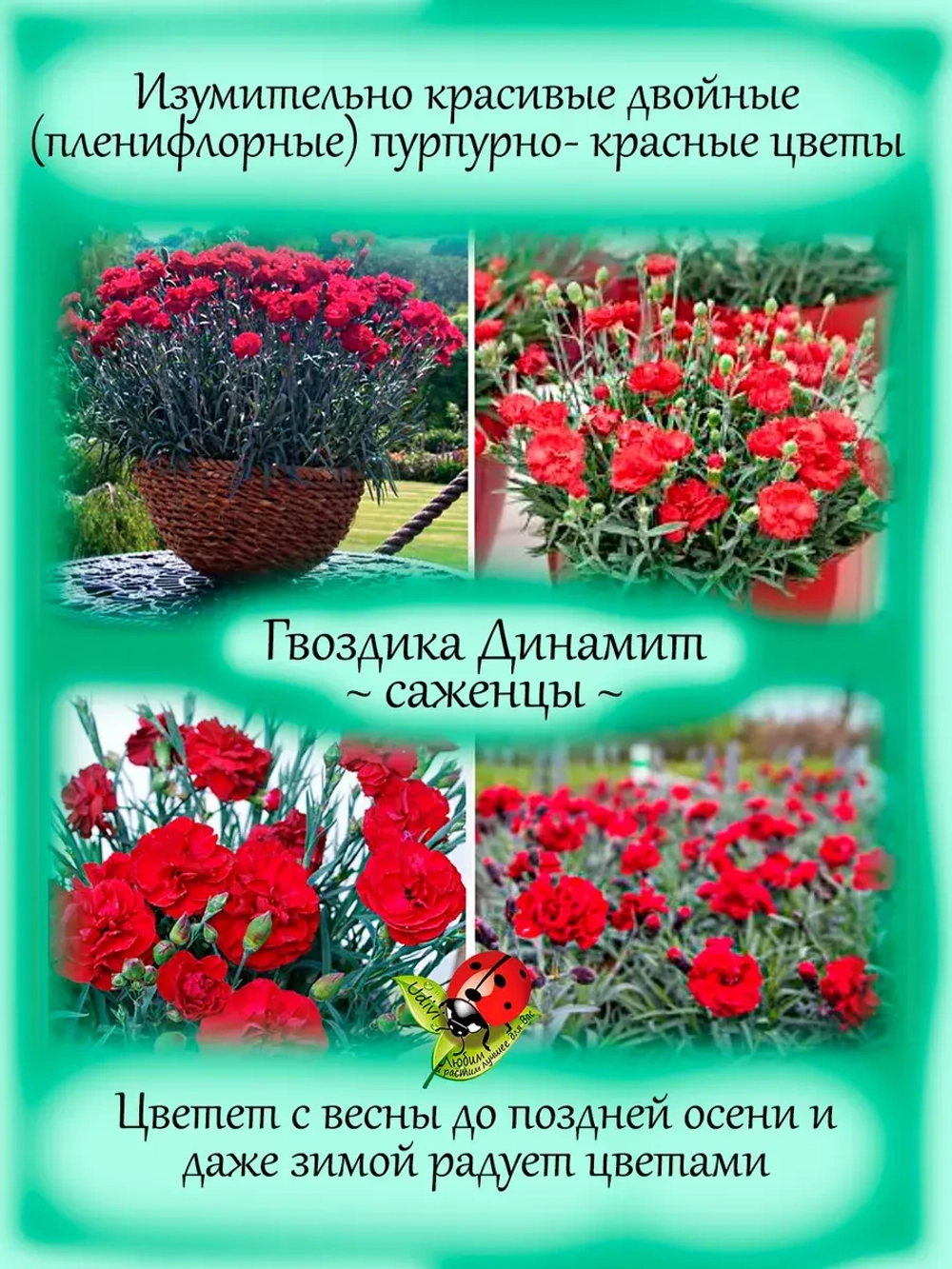 Гвоздика Динамит красно пурпурная