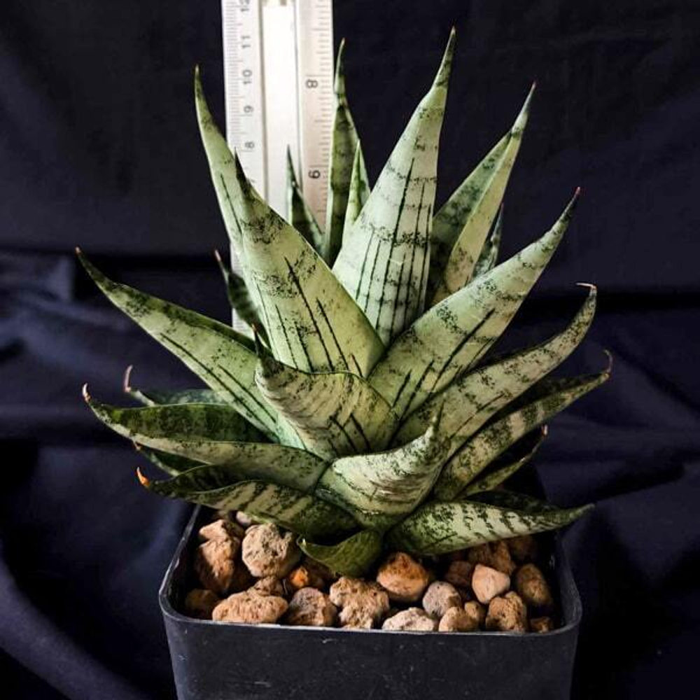 Сансевиерия NAKORN LUANG