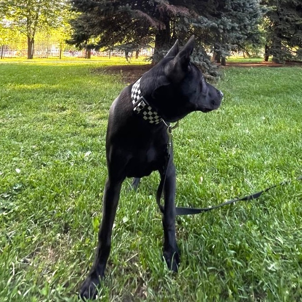 Ошейник Калифорнийский олдскул, наличие