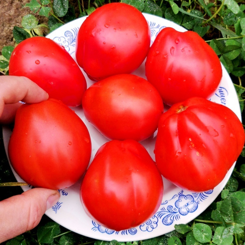 Помидоры Корзиночки из деревни Гарфаньяна - Canestrino Della Garfagnana
