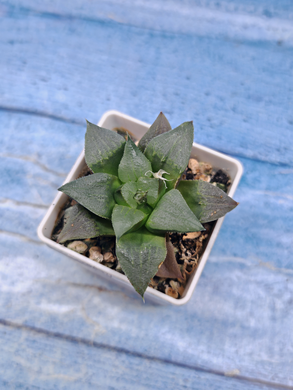Haworthia Comptoniana hyb. (Хавортия)