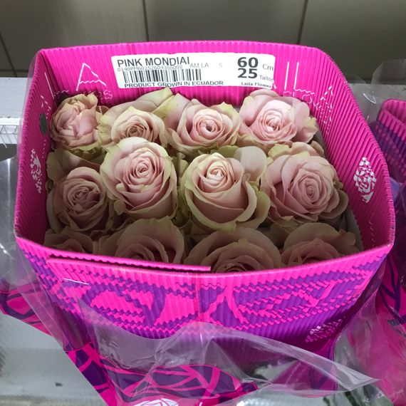 Роза Pink Mondial | Опт
