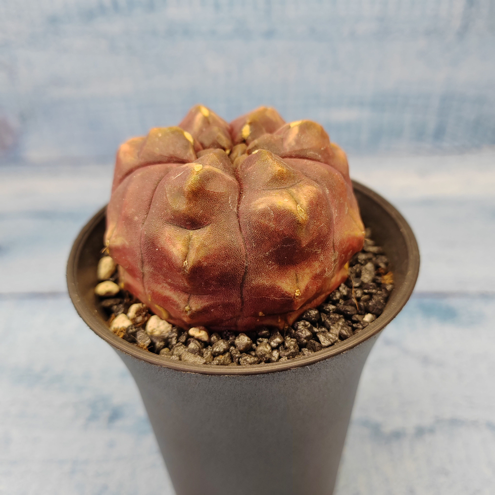 Gymnocalycium Daydream (Гимнокалициум)