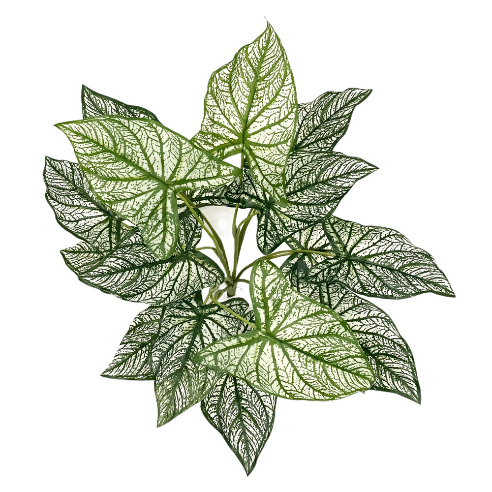 Каладиум куст биколор 45 см