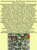 Девичий виноград Звездный ливень Стар Шауэрс вариегатный