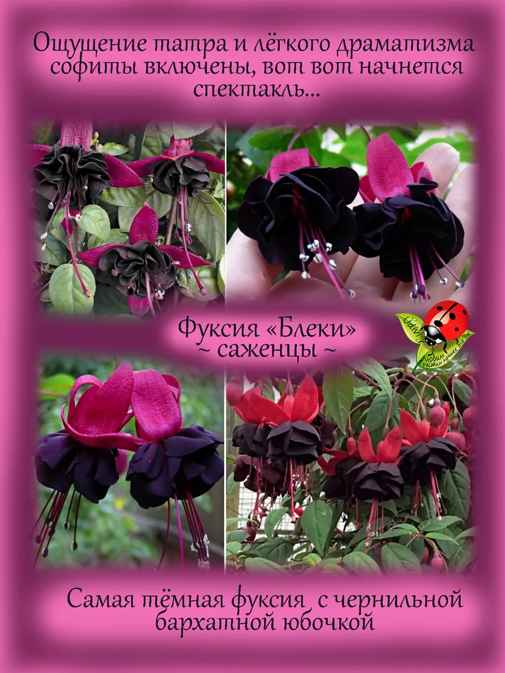 Фуксия Блеки черная