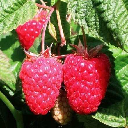 Малина среднеспелая Краса России