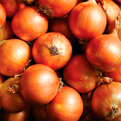 ТАНДЕРСТОУН F1 семена лука репчатого (Hazera | Хазера)