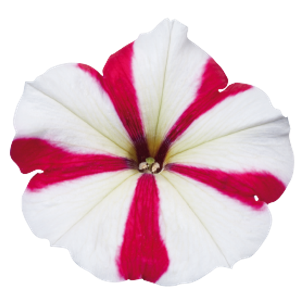 Петуния мультифлора Селебрити Роуз Стар F1 (50др) Витагрин Профи