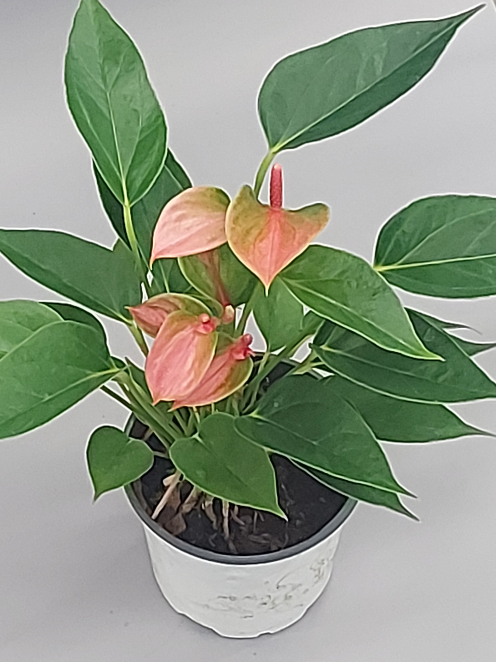 Антуриум Свит Дрим 11/30