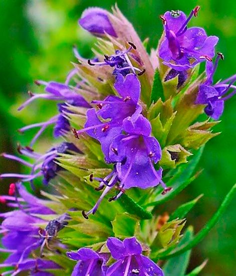 Натуральное эфирное масло Иссоп ползучий, Pranarom